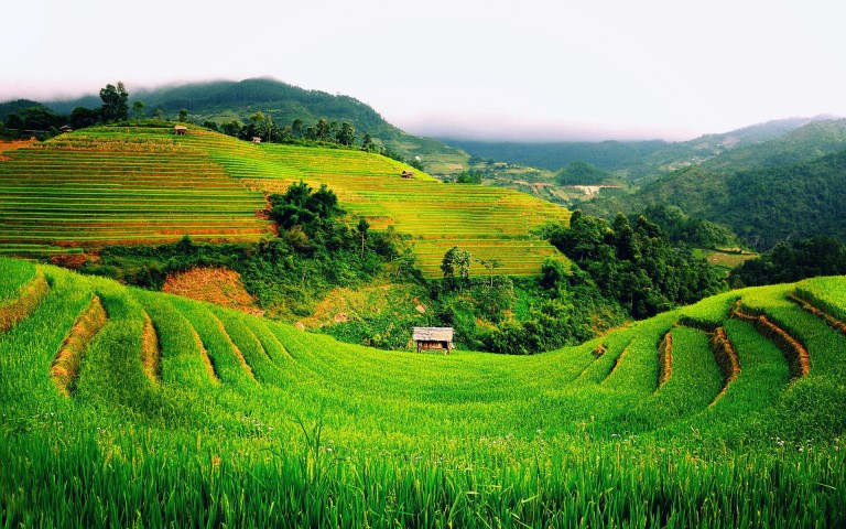 rice-terraces-vietnam-wallpaper-768x480